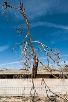 Dead treee on the grounds of Abandoned and derelict housing estate Stock Photos
