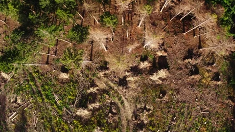 Dead trees from above video Stock Footage 255697867
