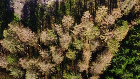 Dead trees from above video Stock-Footage 255754321