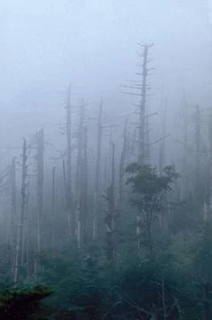 Dead trees in acid mist Stock Photos