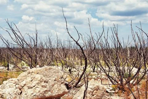 Dead trees after the fire Stock Photos