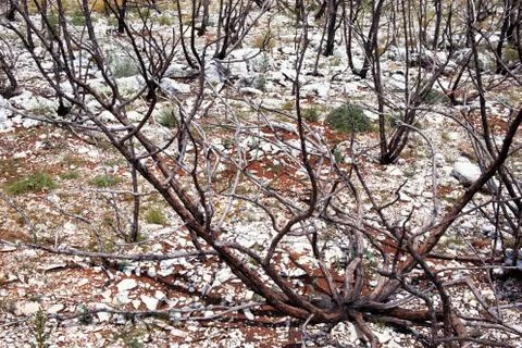 Dead trees after the fire Stock Photos