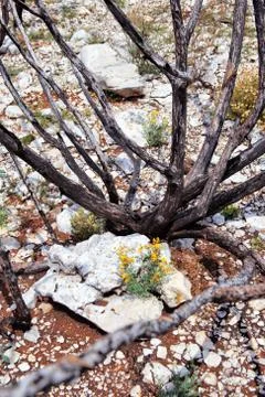 Dead trees after the fire Stock Photos