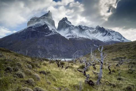 Dead trees against Los Cuernos mountains, Torres del Paine National Park, Stock Photos