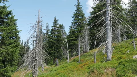 Dead trees. Air pollution. Co2 and So2 e... | Stock Video | Pond5