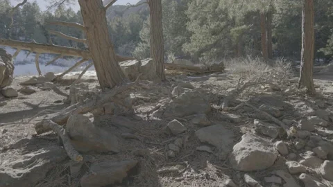 Dead trees and boulders in winter Video stock 230107677