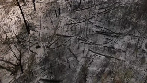 Dead trees and dead forest after a massive forest fire. Stock Footage 220600888