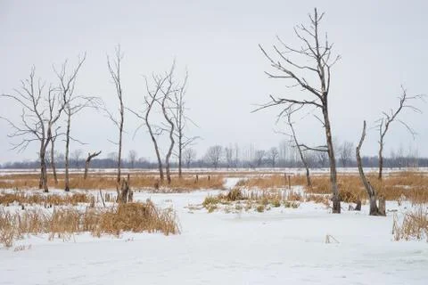 Dead trees and dry grass at wateland in winter Stock Photos