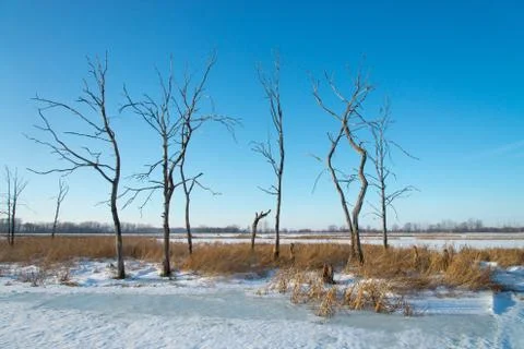 Dead trees and dry grass at wasteland in winter Stock Photos