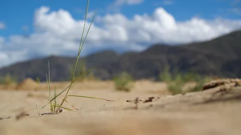 Dead trees and dust storms, scorching sun, Stock-Footage 243098492
