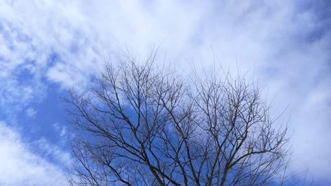 Dead trees and flowing clouds in winter, Tohoku Japan Stock Footage 321213347