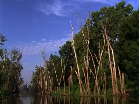 Dead trees and lush green trees on banks of Tippecanoe River. Stock Footage 86750980