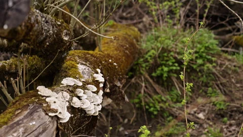 Dead trees and plants in a forest with a small river. Version 4 Stock Footage 274485042
