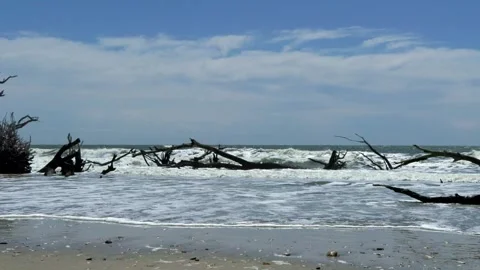 Dead trees and pounding surf on Botany Bay, South Carolina Stock Footage 308537864