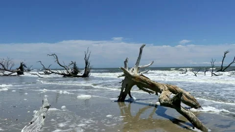 Dead trees and pounding surf on Botany Bay, South Carolina Stock Footage 308537972