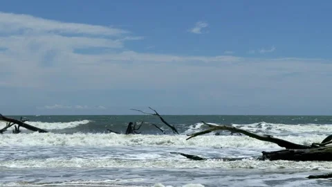 Dead trees and pounding surf on Botany Bay, South Carolina Stock Footage 308537974