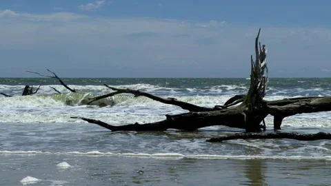 Dead trees and pounding surf on Botany Bay, South Carolina Stock Footage 308537980