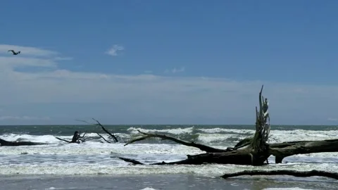 Dead trees and pounding surf on Botany Bay, South Carolina Stock Footage 308537981