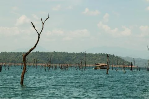 Dead trees and reflection of the sky Stock Photos