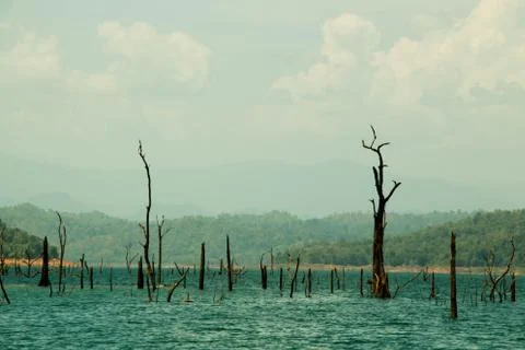 Dead trees and reflection of the sky Stock Photos