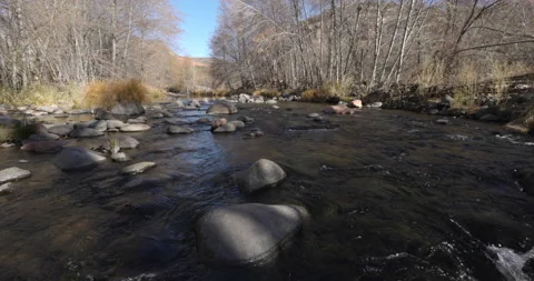 Dead Trees and Rocks Stock Footage 146662143