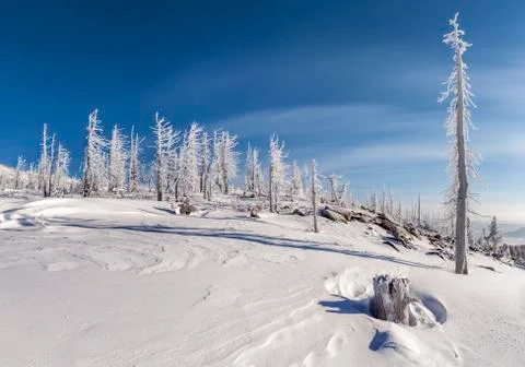 Dead trees and stump Stock Photos