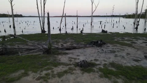 Dead Trees and Stumps at Manasquan Reservoir -05 Stock Footage 160628313