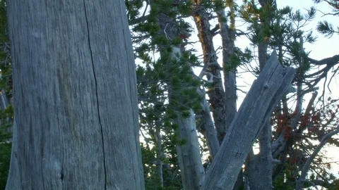 Dead trees and sunrise Mt. Hood Oregon Cascades 253 Stock Footage 82001872