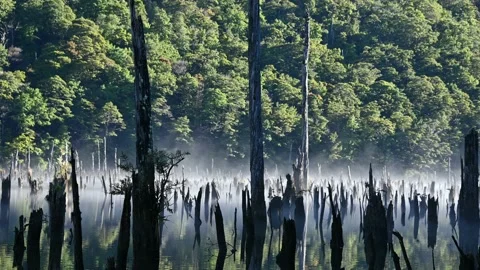 Dead trees are surrounded by early morning mist rising from the lake's surfac Stock Footage 147698190