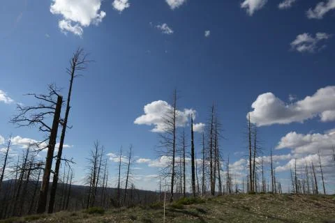 Dead trees in Arizona Stock Photos