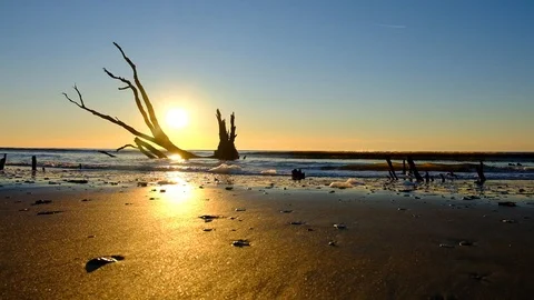 Dead trees on the Atlantic ocean beach, Botany Bay beach, Edisto Island, SC, USA Stock Footage 101928987