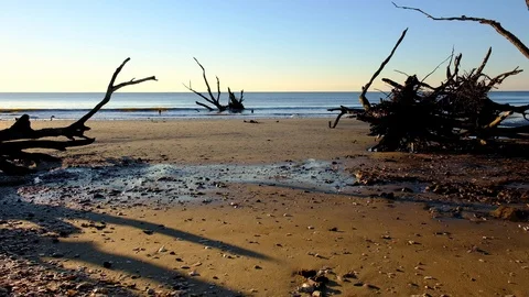 Dead trees on the Atlantic ocean beach, Botany Bay beach, Edisto Island, SC,  Stock-Footage 101929028