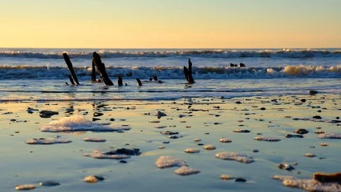 Dead trees on the Atlantic ocean beach, Botany Bay beach, Edisto Island, SC, USA Stock-Footage 101929040