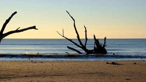 Dead trees on the Atlantic ocean beach, Botany Bay beach, Edisto Island, SC,  Stock Footage 101929060