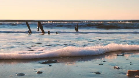 Dead trees on the Atlantic ocean beach, Botany Bay beach, Edisto Island, SC, USA Stock-Footage 101929115