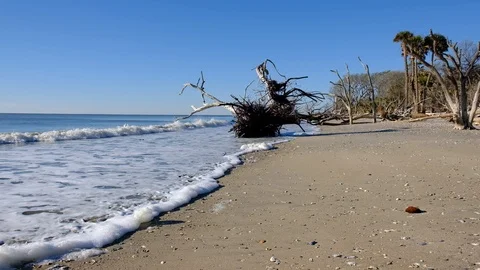 Dead trees on the Atlantic ocean beach, Botany Bay beach, Edisto Island, SC,  Stock Footage 101929123