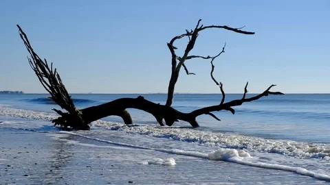 Dead trees on the Atlantic ocean beach, Botany Bay beach, Edisto Island, SC,  Stock-Footage 101929169