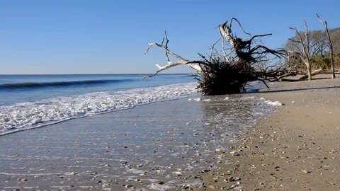 Dead trees on the Atlantic ocean beach, Botany Bay beach, Edisto Island, SC,  Stock-Footage 101929247
