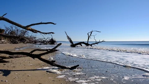Dead trees on the Atlantic ocean beach, Botany Bay beach, Edisto Island, SC,  Stock-Footage 101929277