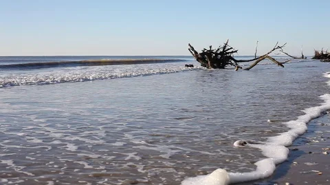 Dead trees on the Atlantic ocean beach, Botany Bay beach, Edisto Island, SC,  Stock-Footage 101929386