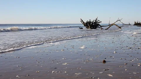 Dead trees on the Atlantic ocean beach, Botany Bay beach, Edisto Island, SC,  Stock-Footage 101929401
