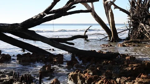 Dead trees on the Atlantic ocean beach, Botany Bay beach, Edisto Island, SC,  Stock-Footage 101929459