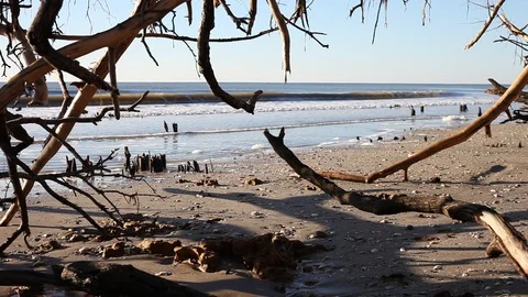 Dead trees on the Atlantic ocean beach, Botany Bay beach, Edisto Island, SC,  Stock-Footage 101929482