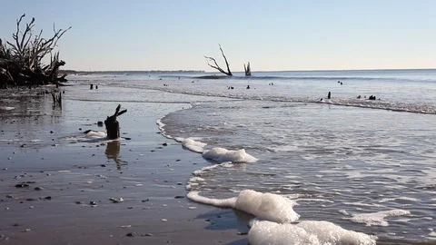 Dead trees on the Atlantic ocean beach, Botany Bay beach, Edisto Island, SC,  Stock-Footage 101929497