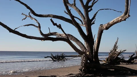 Dead trees on the Atlantic ocean beach, Botany Bay beach, Edisto Island, SC,  Stock-Footage 101929517