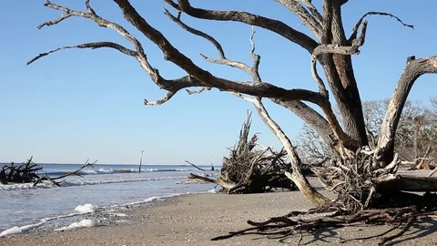 Dead trees on the Atlantic ocean beach, Botany Bay beach, Edisto Island, SC,  Stock-Footage 101929549
