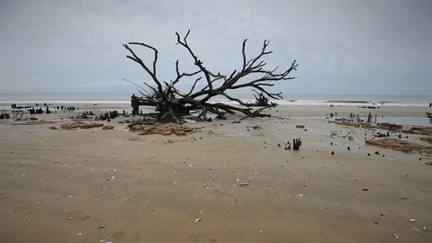 Dead trees on the Atlantic ocean beach, Botany Bay beach, Edisto Island, SC,  Stock-Footage 101929566
