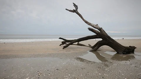 Dead trees on the Atlantic ocean beach, Botany Bay beach, Edisto Island, SC,  Stock-Footage 101929567
