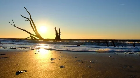 Dead trees on the Atlantic ocean beach, Botany Bay beach, Edisto Island, SC,  Stock-Footage 102439096