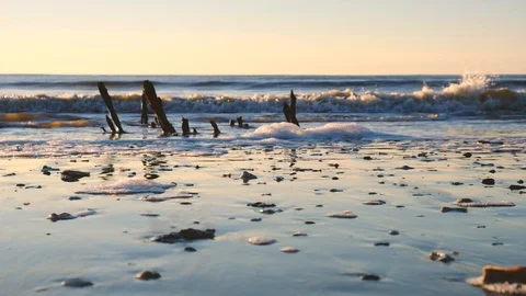 Dead trees on the Atlantic ocean beach, Botany Bay beach, Edisto Island, SC,  Stock-Footage 102439399